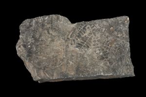 CAMPAGNE LEWARDE 2024_SESSION 2