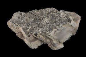 CAMPAGNE LEWARDE 2024_SESSION 2