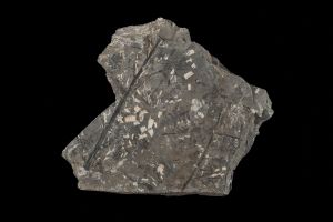 CAMPAGNE LEWARDE 2024_SESSION 2