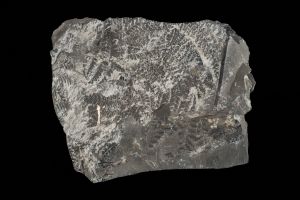 CAMPAGNE LEWARDE 2024_SESSION 2