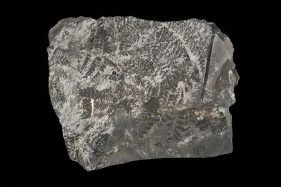 CAMPAGNE LEWARDE 2024_SESSION 2