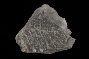 CAMPAGNE LEWARDE 2024_SESSION 2