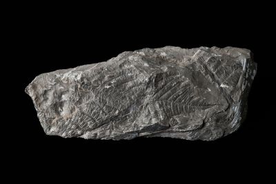 CAMPAGNE LEWARDE 2024_SESSION 2