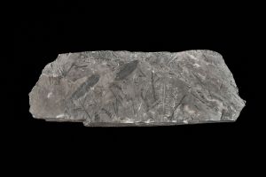 CAMPAGNE LEWARDE 2024_SESSION 2