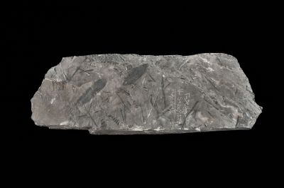 CAMPAGNE LEWARDE 2024_SESSION 2