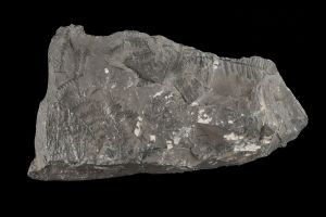 CAMPAGNE LEWARDE 2024_SESSION 2