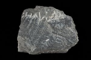 CAMPAGNE LEWARDE 2024_SESSION 2