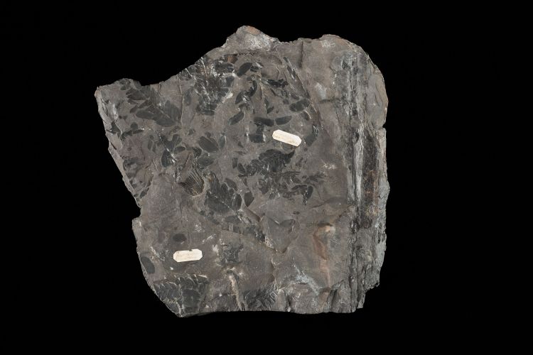 CAMPAGNE LEWARDE 2024_SESSION 2