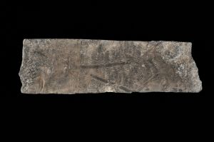 CAMPAGNE LEWARDE 2024_SESSION 2