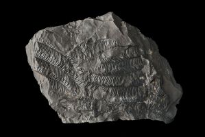 CAMPAGNE LEWARDE 2024_SESSION 2