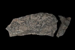 CAMPAGNE LEWARDE 2024_SESSION 2