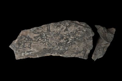 CAMPAGNE LEWARDE 2024_SESSION 2