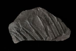 CAMPAGNE LEWARDE 2024_SESSION 2