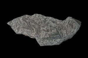 CAMPAGNE LEWARDE 2024_SESSION 2