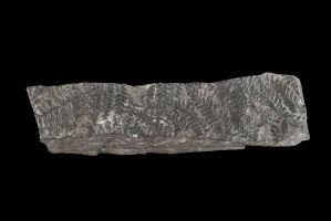 CAMPAGNE LEWARDE 2024_SESSION 2