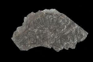 CAMPAGNE LEWARDE 2024_SESSION 2