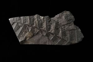 CAMPAGNE LEWARDE 2024_SESSION 2