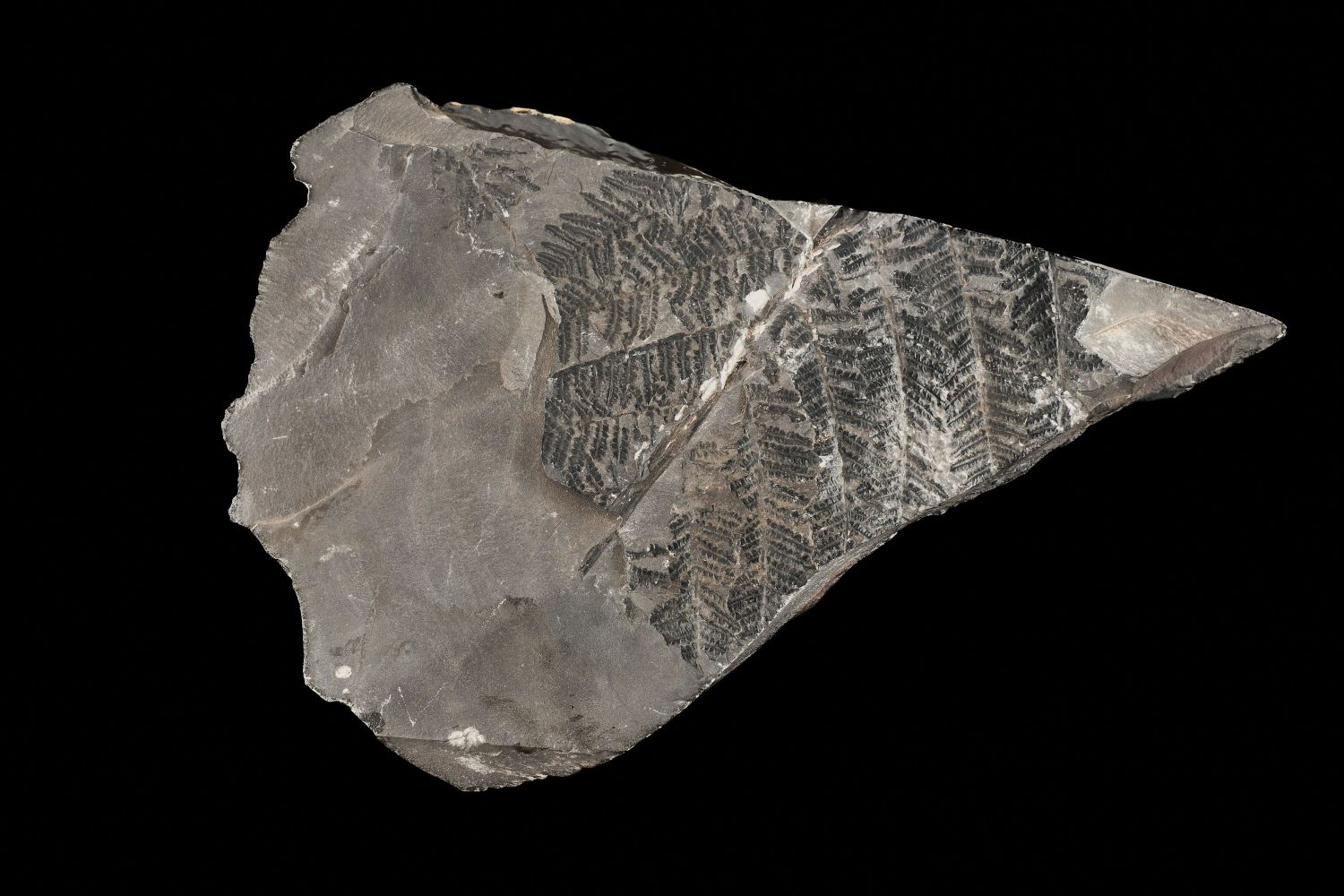 CAMPAGNE LEWARDE 2024_SESSION 2