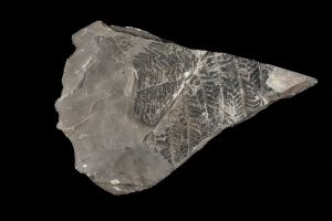 CAMPAGNE LEWARDE 2024_SESSION 2