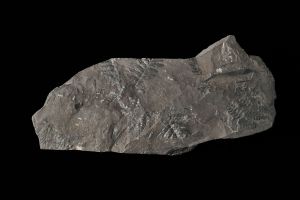 CAMPAGNE LEWARDE 2024_SESSION 2