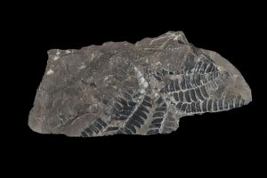 CAMPAGNE LEWARDE 2024_SESSION 2