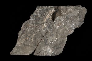 CAMPAGNE LEWARDE 2024_SESSION 2