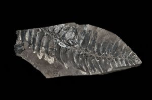 CAMPAGNE LEWARDE 2024_SESSION 2