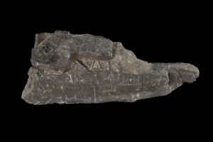 CAMPAGNE LEWARDE 2024_SESSION 2