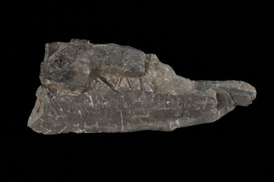 CAMPAGNE LEWARDE 2024_SESSION 2