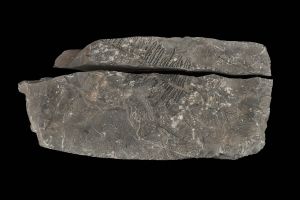 CAMPAGNE LEWARDE 2024_SESSION 2