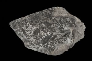 CAMPAGNE LEWARDE 2024_SESSION 2