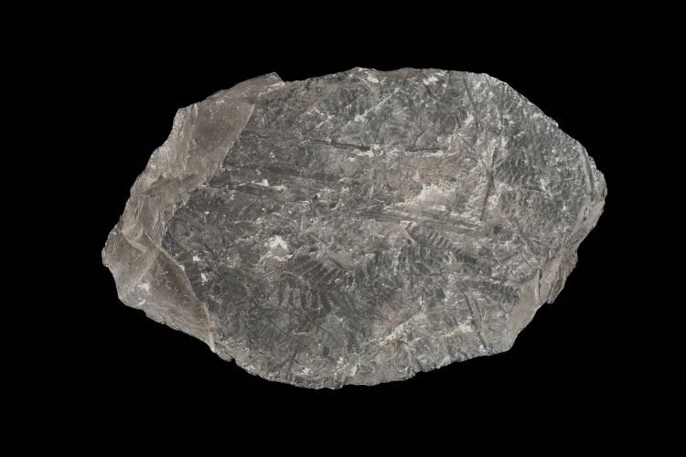 CAMPAGNE LEWARDE 2024_SESSION 2