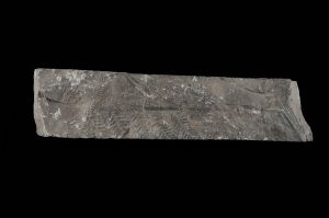 CAMPAGNE LEWARDE 2024_SESSION 2