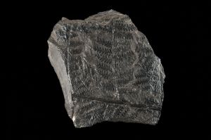 CAMPAGNE LEWARDE 2024_SESSION 2