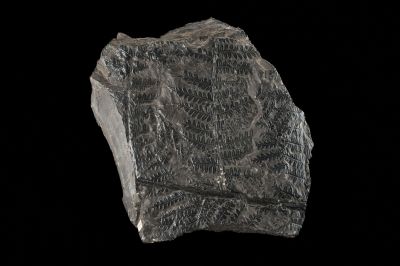 CAMPAGNE LEWARDE 2024_SESSION 2