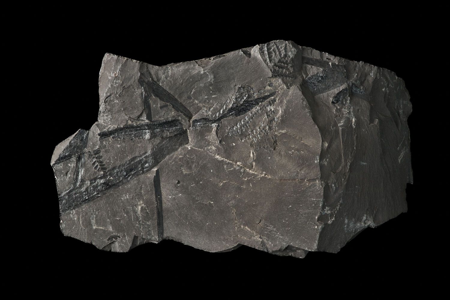 CAMPAGNE LEWARDE 2024_SESSION 2