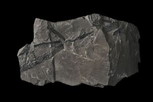 CAMPAGNE LEWARDE 2024_SESSION 2