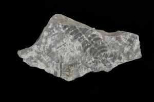 CAMPAGNE LEWARDE 2024_SESSION 2