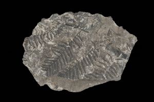 CAMPAGNE LEWARDE 2024_SESSION 2