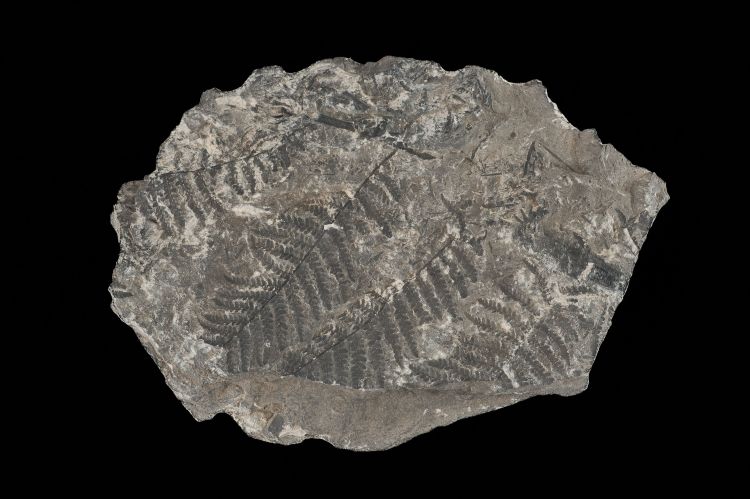 CAMPAGNE LEWARDE 2024_SESSION 2