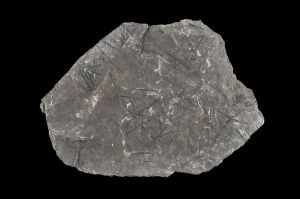 CAMPAGNE LEWARDE 2024_SESSION 2