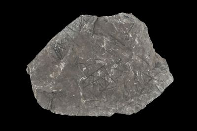 CAMPAGNE LEWARDE 2024_SESSION 2