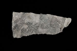 CAMPAGNE LEWARDE 2024_SESSION 2