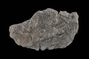 CAMPAGNE LEWARDE 2024_SESSION 2