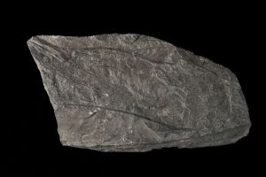 CAMPAGNE LEWARDE 2024_SESSION 2