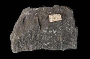 CAMPAGNE LEWARDE 2024_SESSION 2