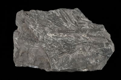 CAMPAGNE LEWARDE 2024_SESSION 2