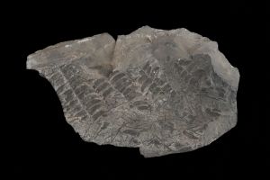 CAMPAGNE LEWARDE 2024_SESSION 2