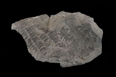 CAMPAGNE LEWARDE 2024_SESSION 2