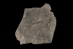 CAMPAGNE LEWARDE 2024_SESSION 2